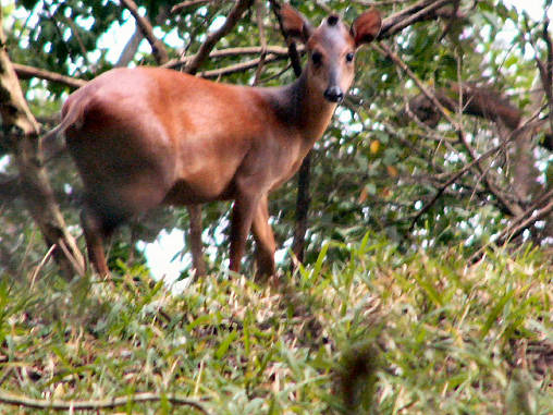 Duiker Red 01