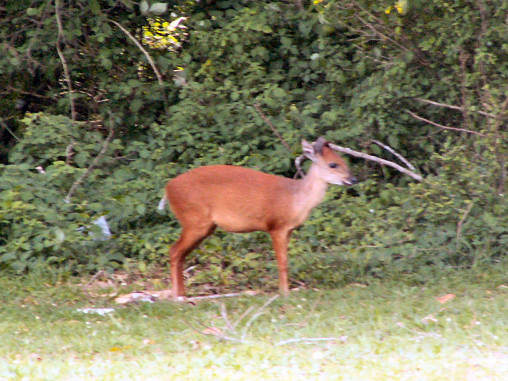 Duiker Red 04