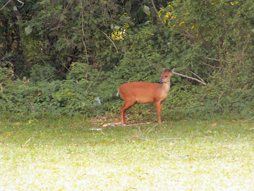 Duiker Red 05