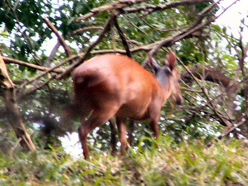 Duiker Red 02