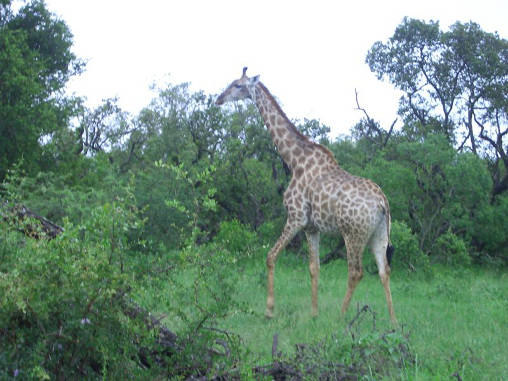 Giraffe 02