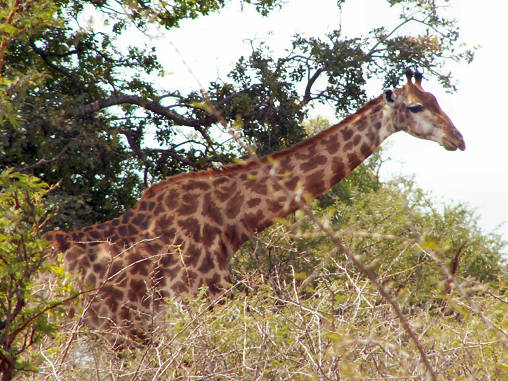 Giraffe 04