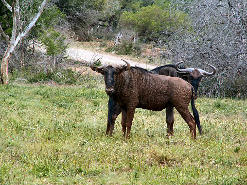 Gnu 03