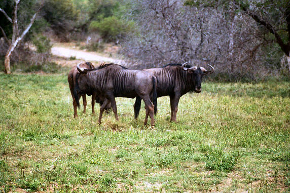 Gnu 04