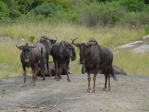 Gnu