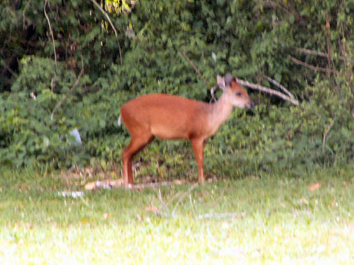 Duiker Red 03