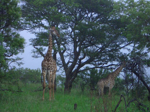 Giraffe 01