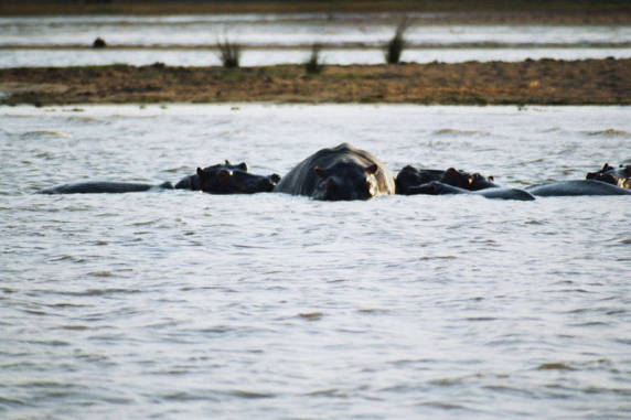 Hippo 02