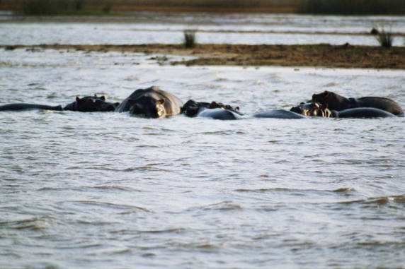 Hippo 03