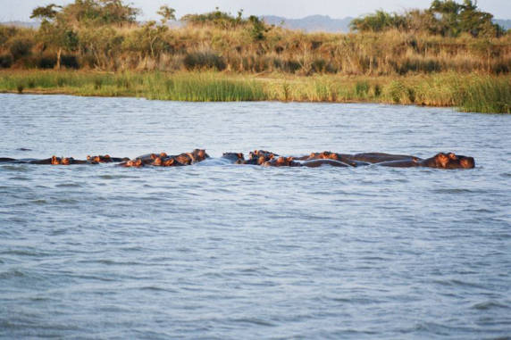 Hippo 07