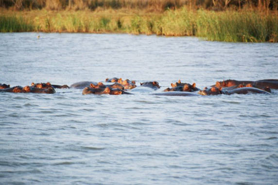 Hippo 08