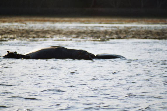 Hippo 09
