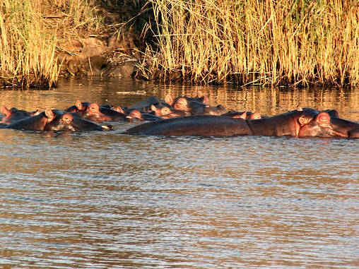 Hippo 11