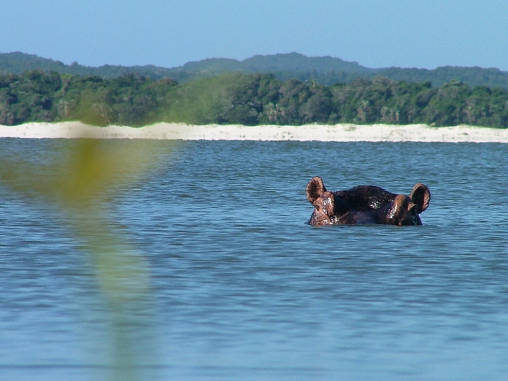 Hippo 13