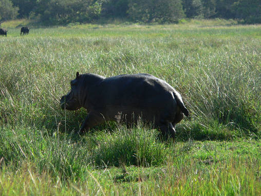 Hippo 14
