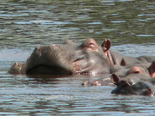Hippo 15