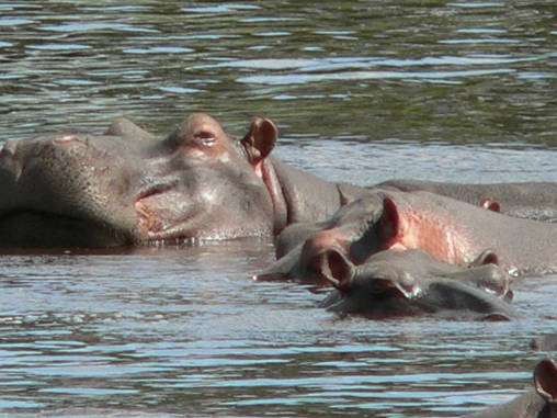 Hippo 16
