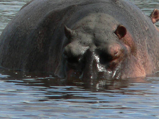 Hippo 18
