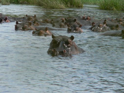Hippo 20