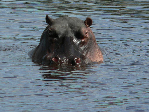 Hippo 22