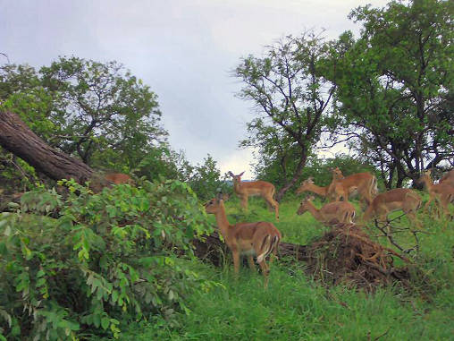 Impala 01