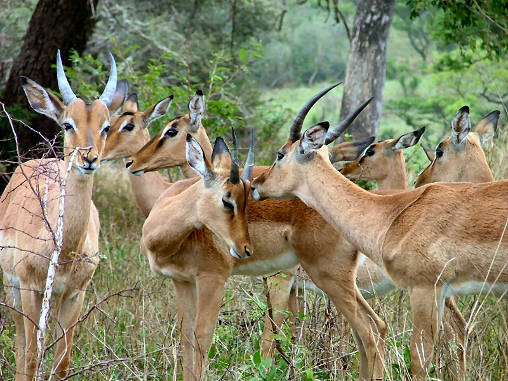 Impala 03