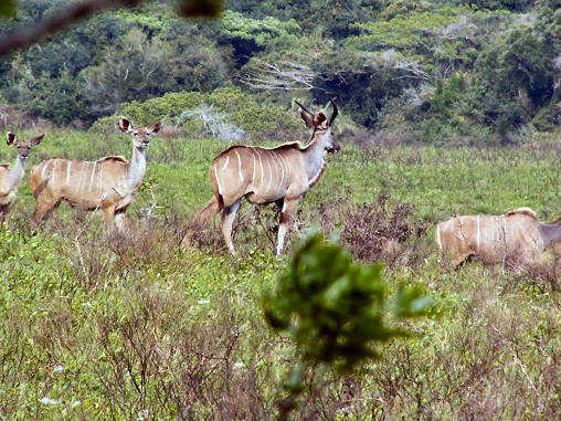 Kudu 01