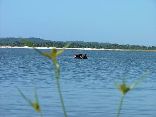 Hippo 12