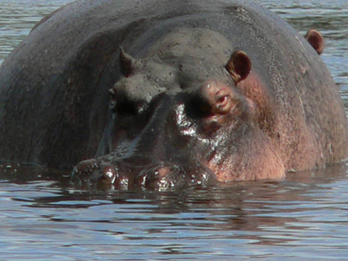 Hippo 19