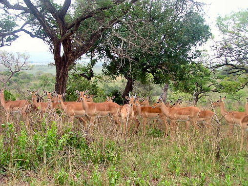 Impala 02