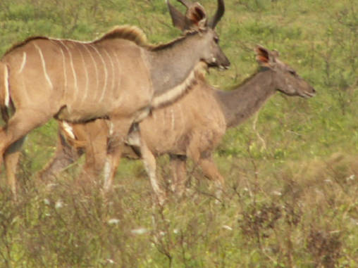 Kudu 05