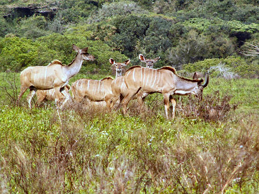 Kudu 06