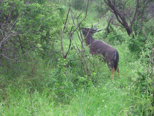 Nyala 01