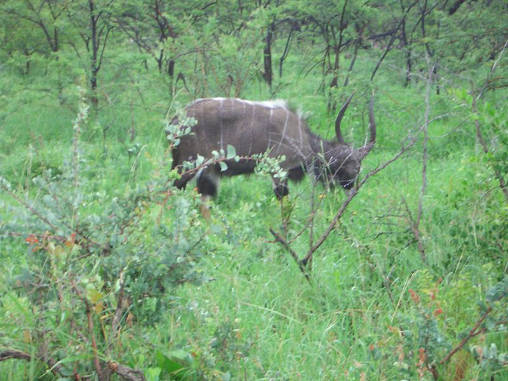 Nyala 02
