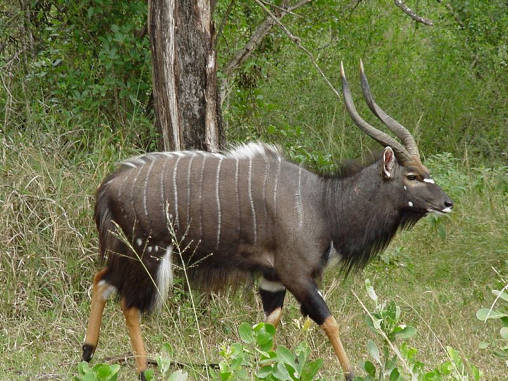 Nyala 04