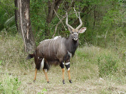 Nyala  05
