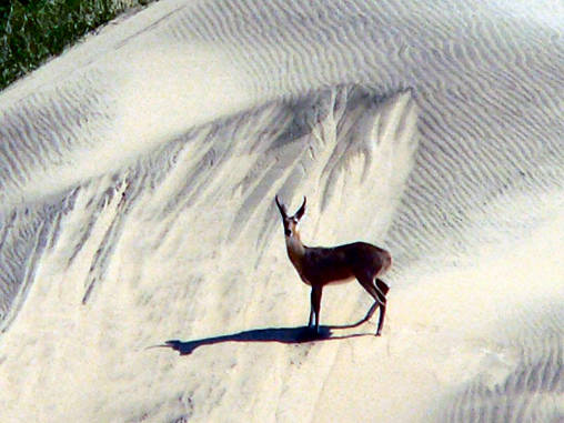 Reed Buck Dunes 06