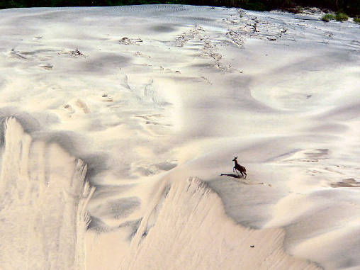 Reed Buck Dunes 01