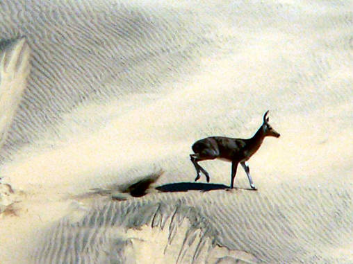 Reed Buck Dunes 07