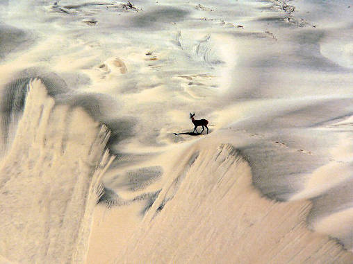 Reed Buck Dunes 02