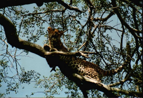 Leopard 01