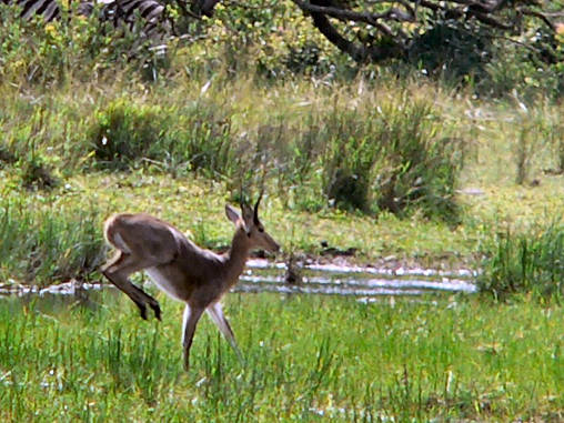 Reed Buck 01