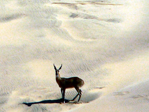 Reed Buck Dunes 03