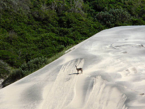 Reed Buck Dunes 05